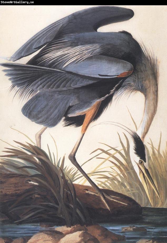 John James Audubon Great Blue Heron